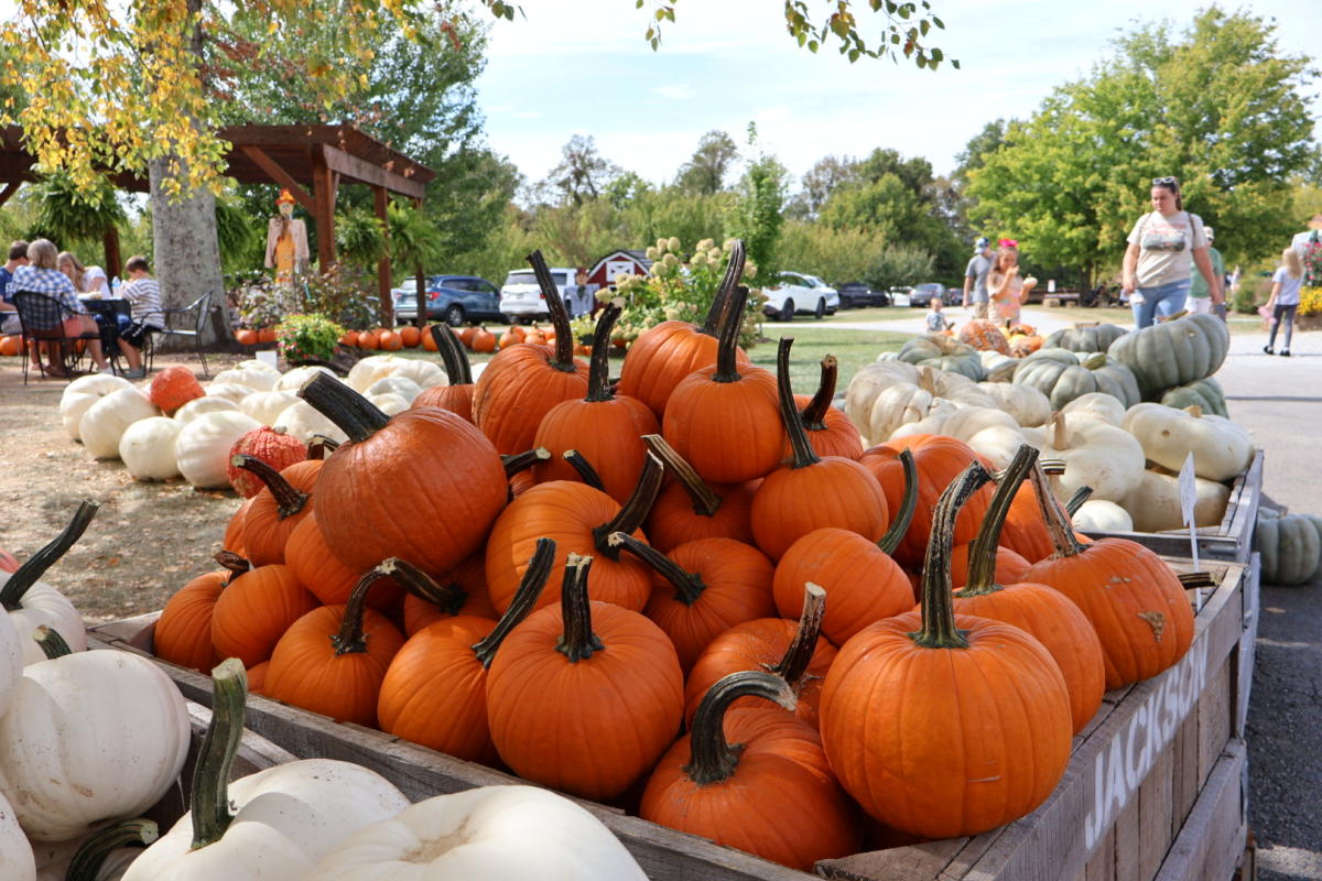 Pumpkins at Jackson's Orchard