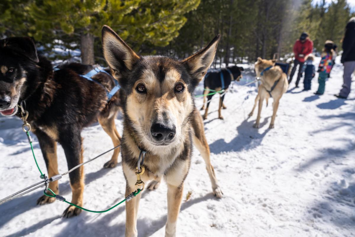 The dogs of dog sledding