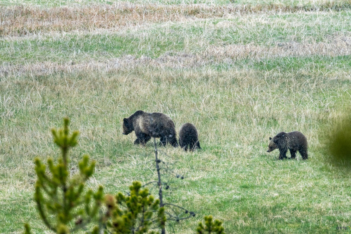 A mother bear and two cubs walk through a grassy field, surrounded by sparse vegetation and distant hills.
