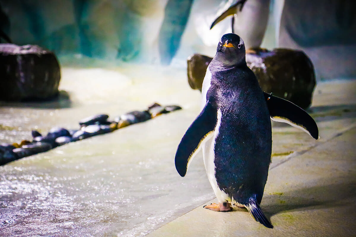 SEA LIFE Penguin
