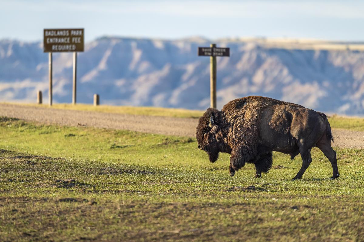 Badlands Wildlife