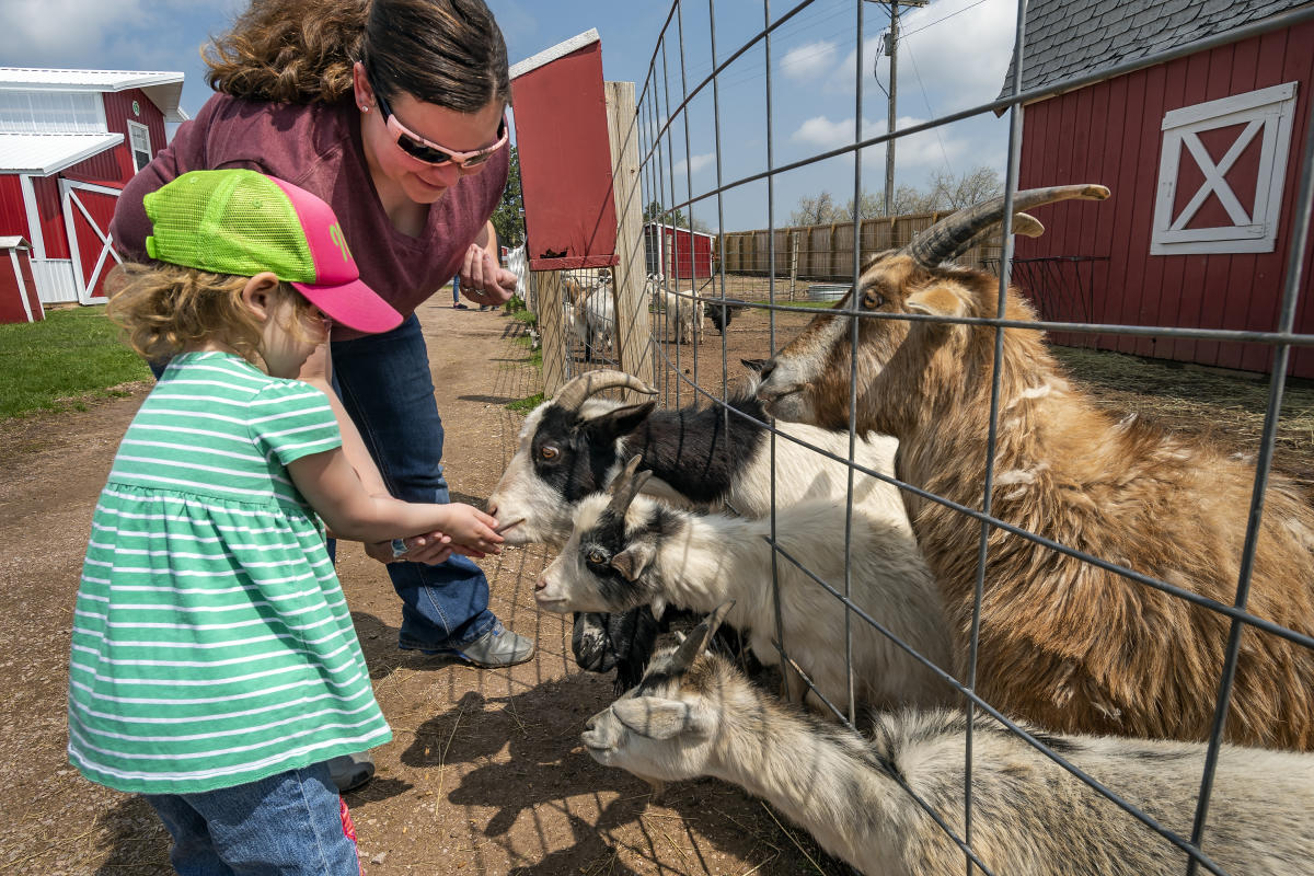 Old MacDonald's Farm