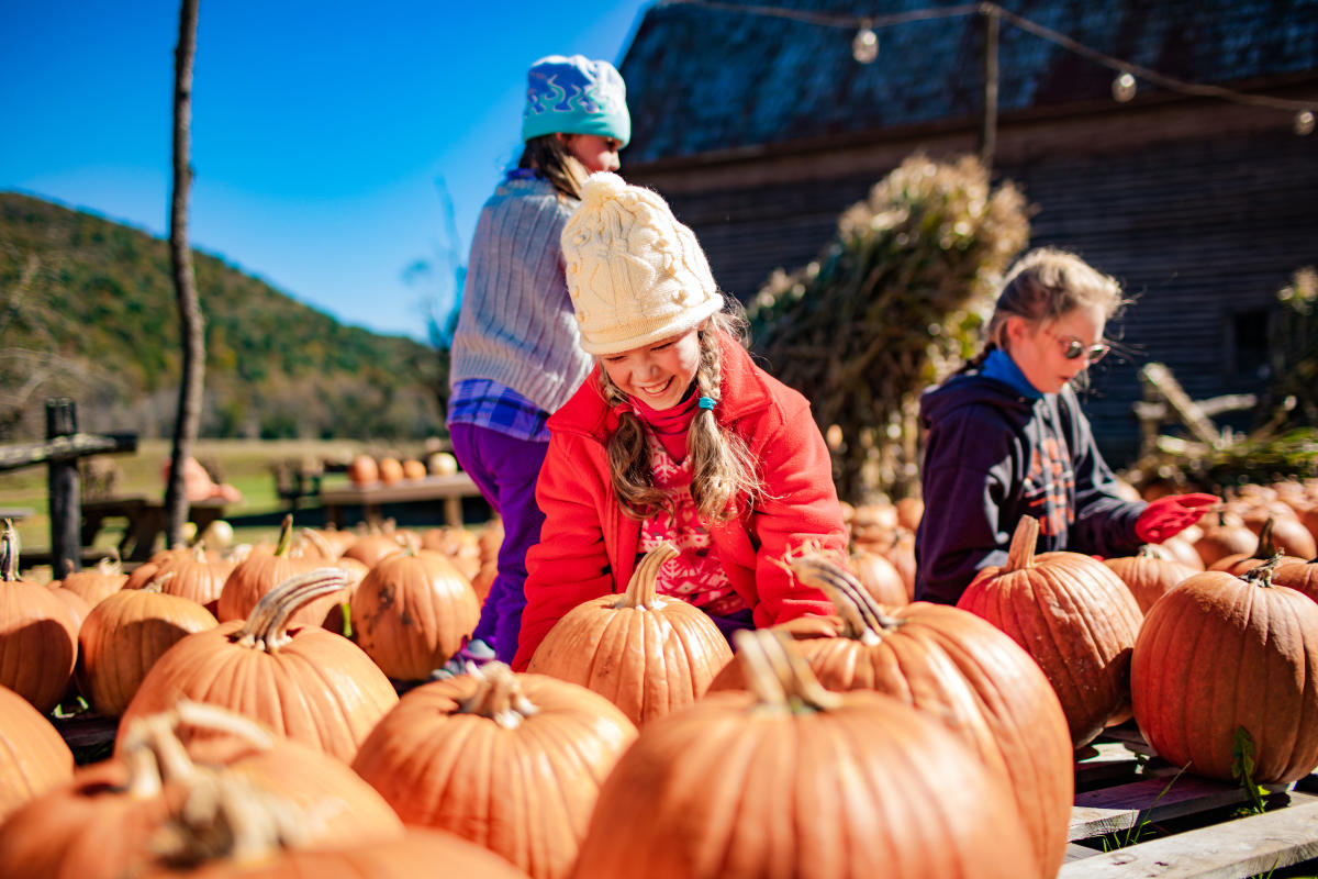 A girl leans down and holds a pumpkin in a row of many other pumpkins. Two other children behind her are looking for pumpkins also and a barn with string lights can be seen behind them.