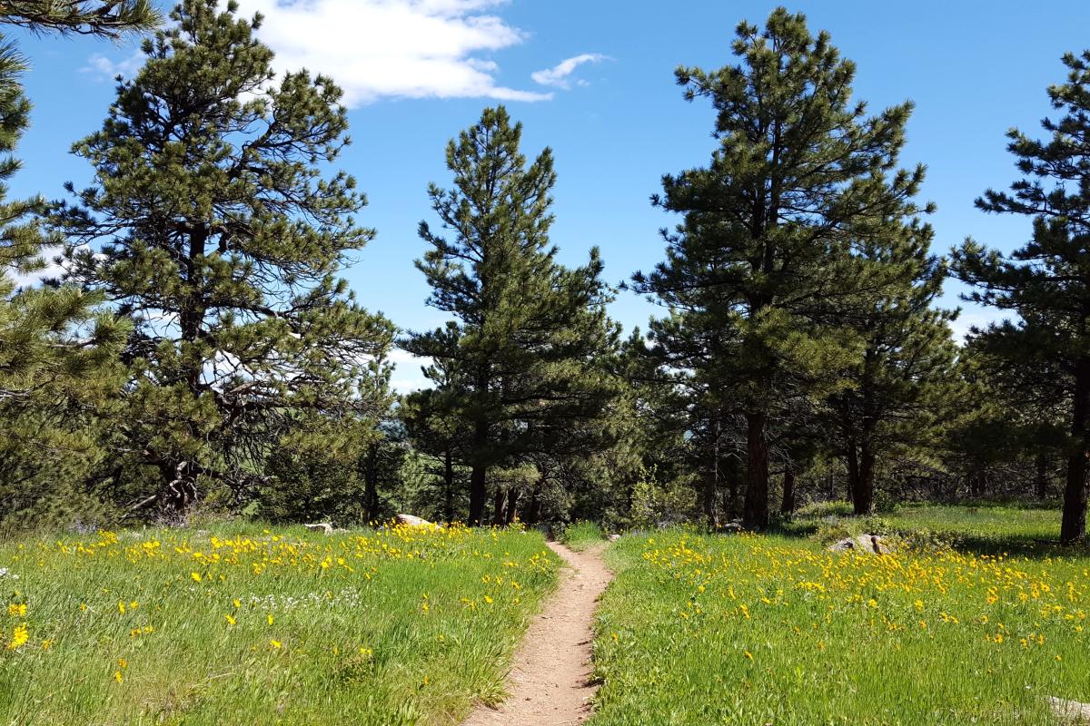 Wildflower Hike in Boulder