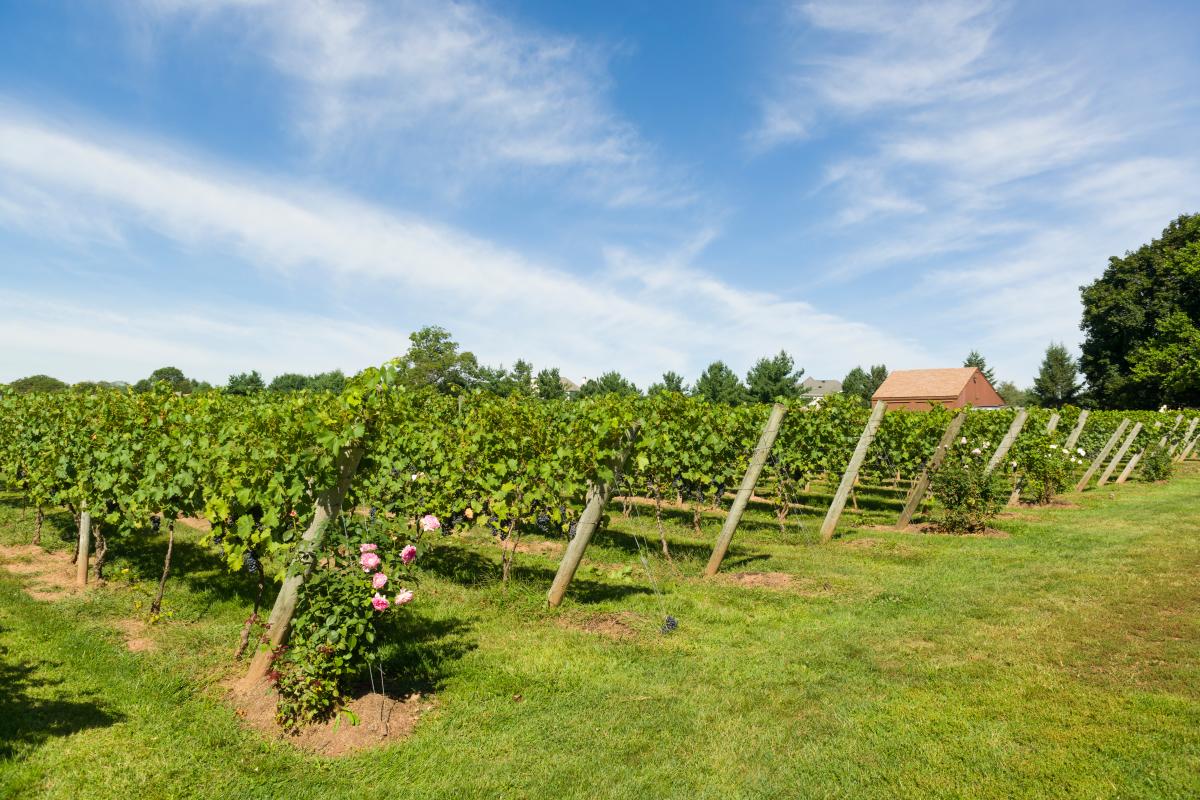 Vines at Crossing Vineyards