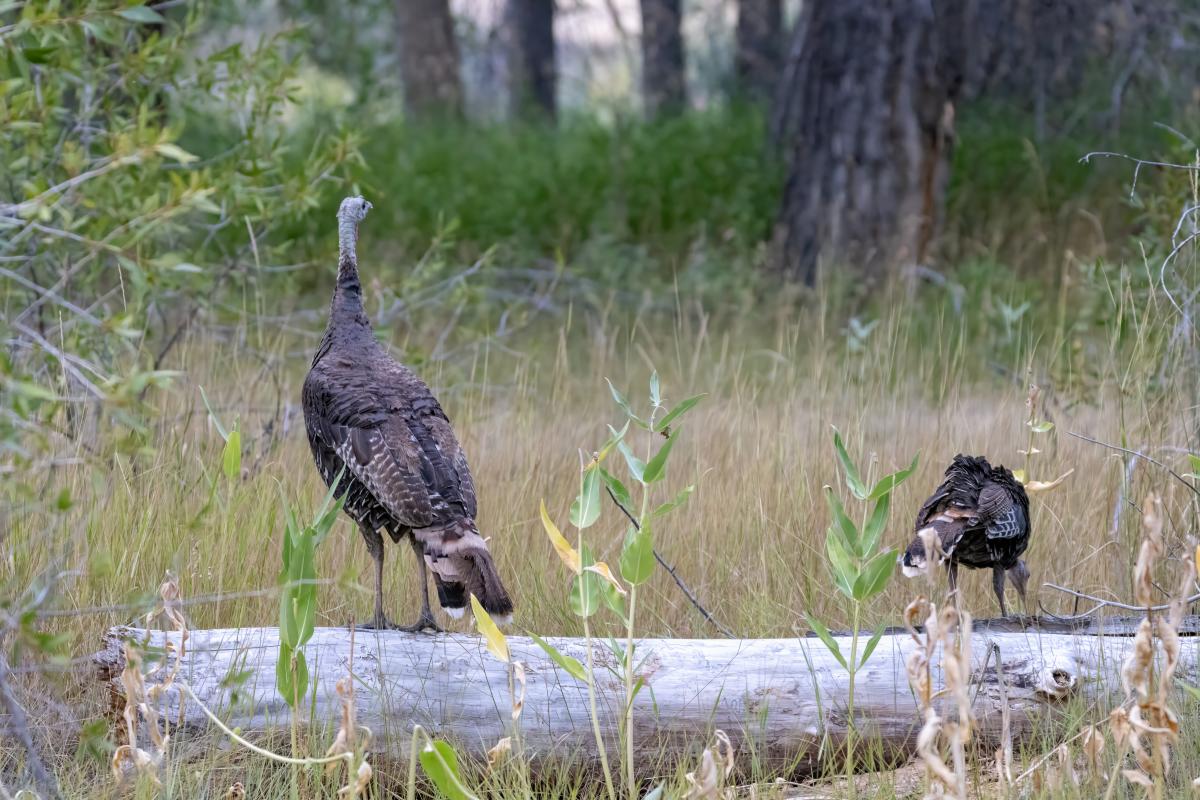 Turkey at Edness Kimball Wilkins State Park