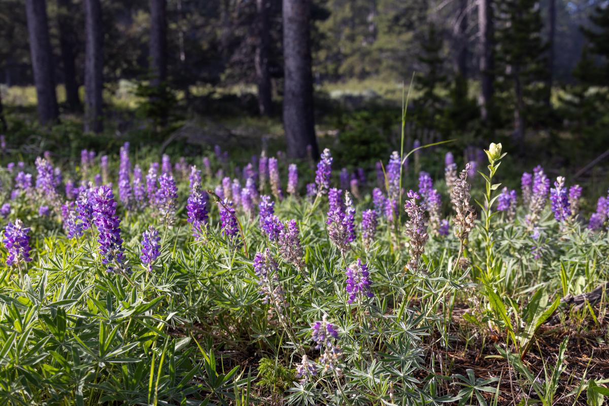 Wildflowers on Casper Mountain