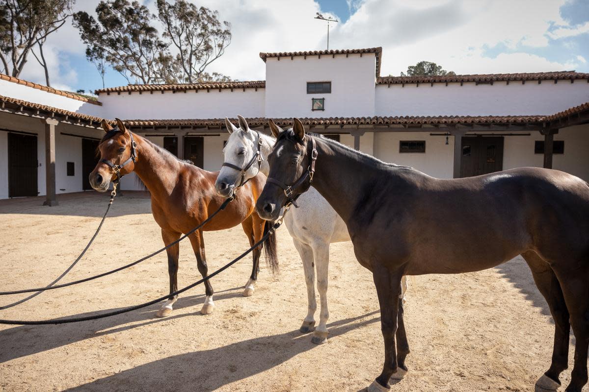 El Rancho Horses