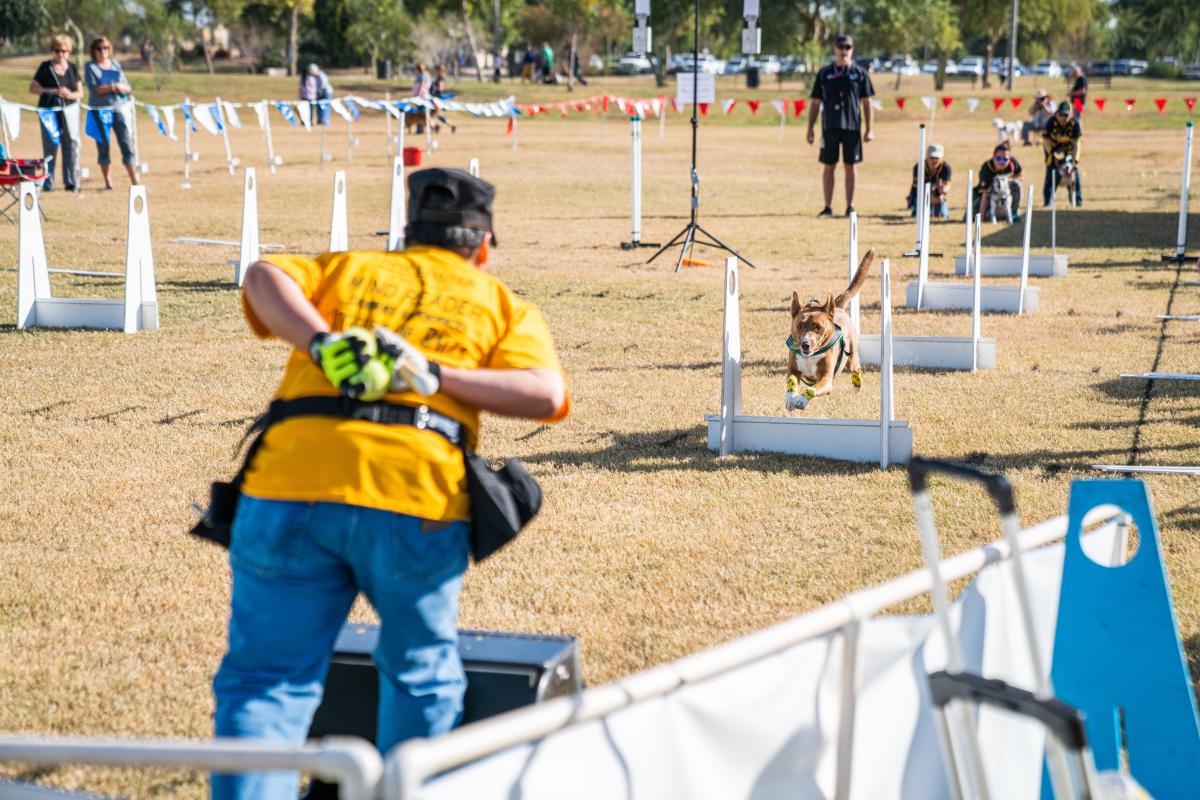 Woofstock in Chandler AZ at Tumbleweed Park