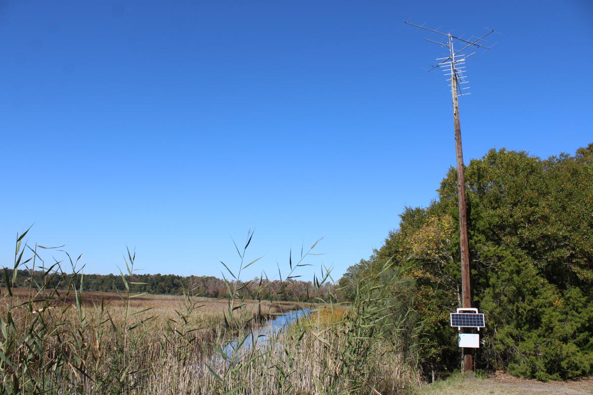 Motus Tower at Caw Caw
