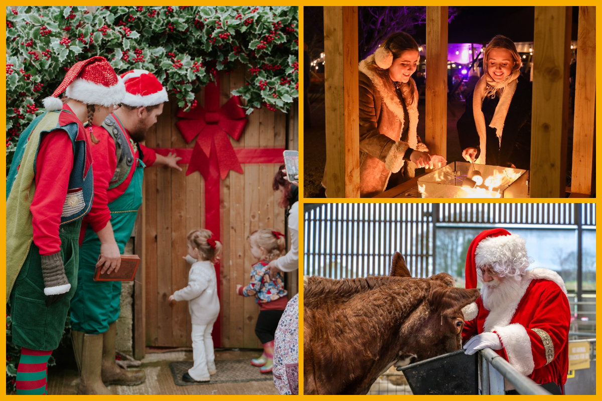 Collage of families experiencing Christmas on the farm at Cotswold Farm Park.