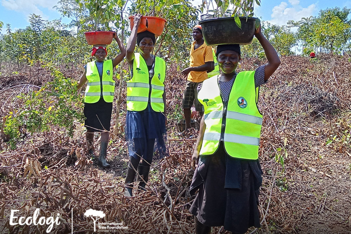 Reforestation Ecologi