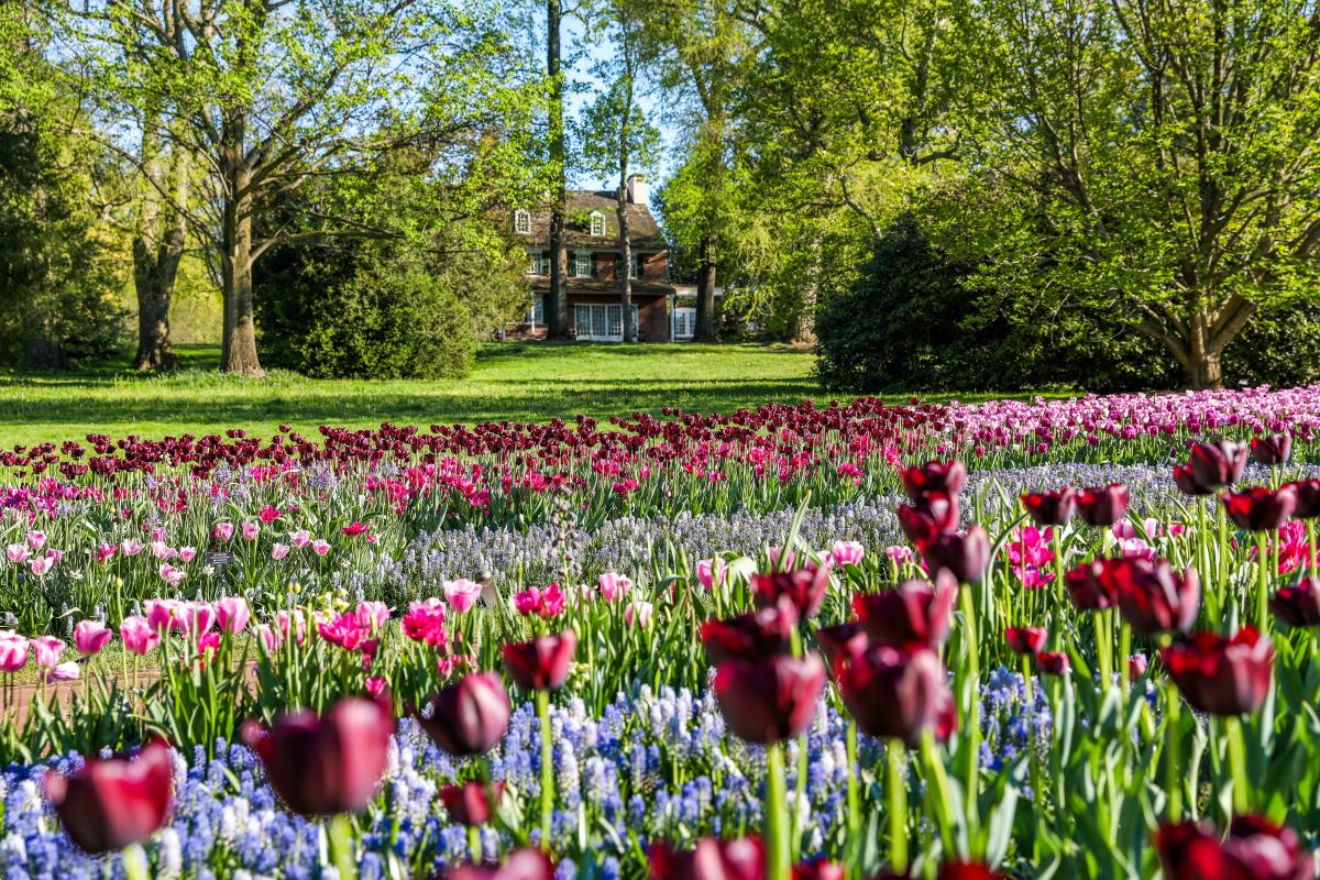 tulips w/ pierce house