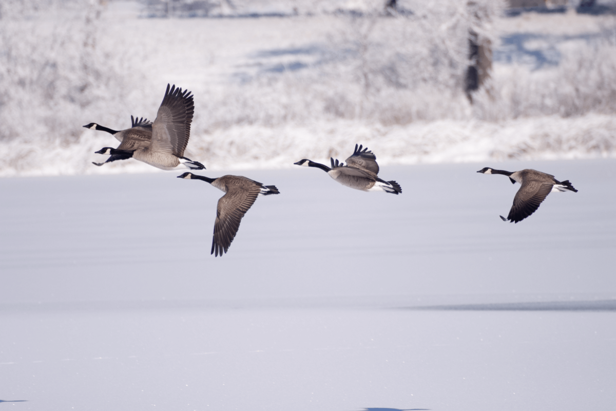 A flock of geese flying over a snow-covered field in Cheyenne, Wyoming.