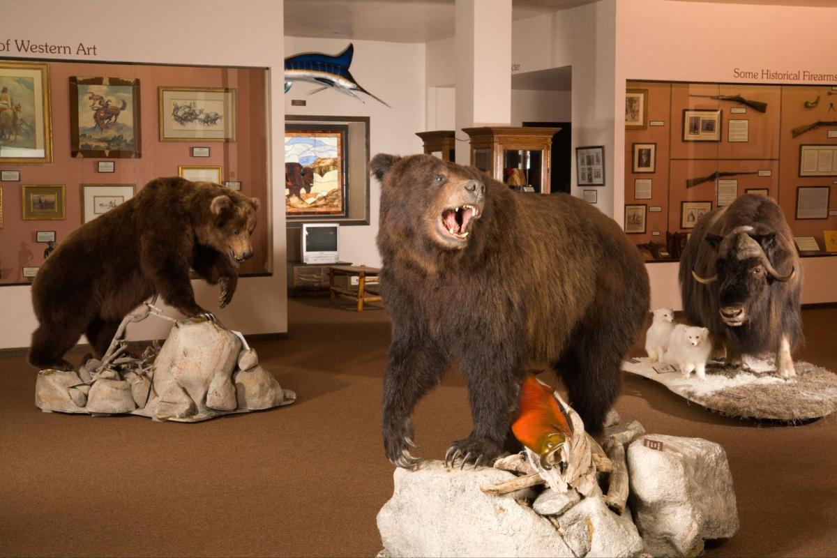 Impressive wildlife exhibit featuring taxidermy bear, musk ox, and other animals at Nelson Museum of the West, an educational family attraction.