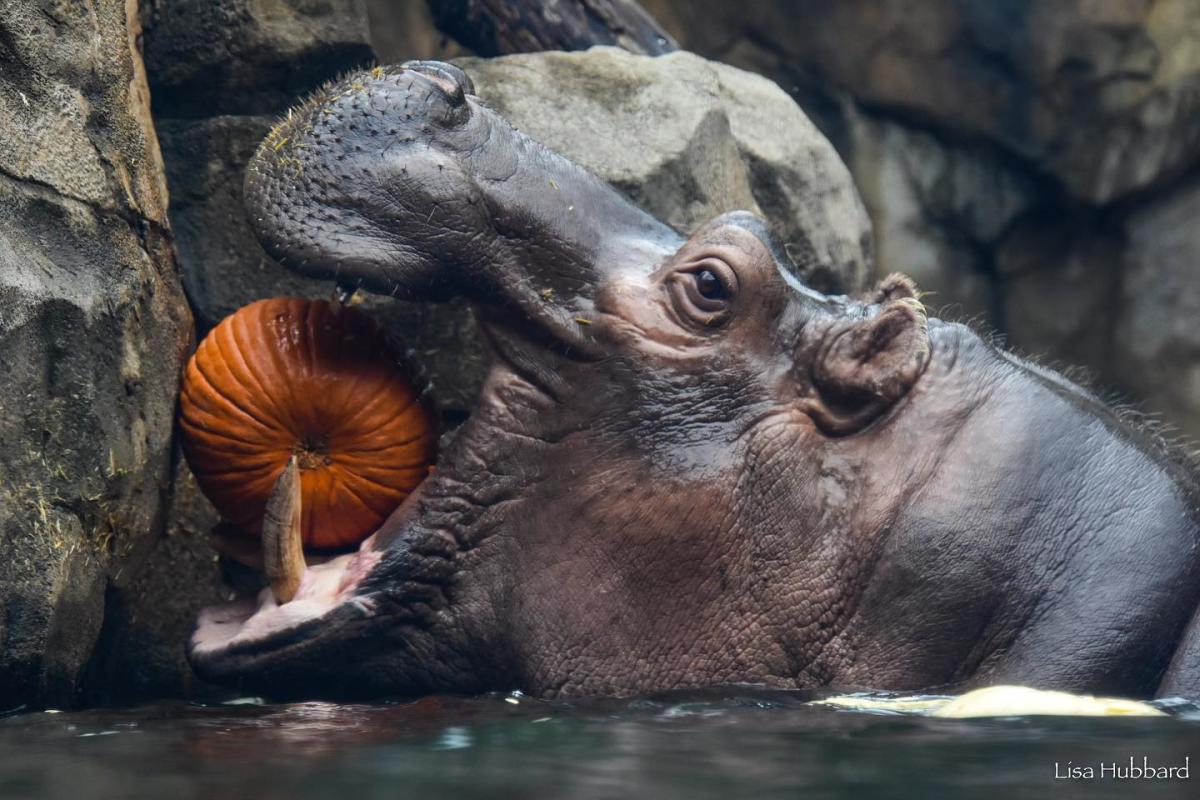 Cincinnati Cyclones to play as Hippos for Cincinnati Zoo