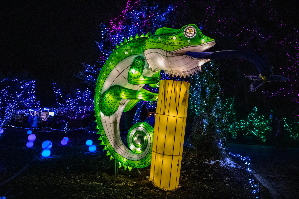 Nighttime display of a green and white lizard climbing a bamboo yellow tree