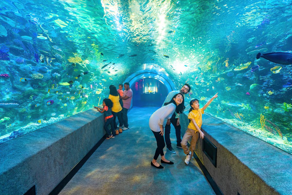 Two families looking up in wonder in the Coral Reef Tunnel exhibit at the Newport Aquarium