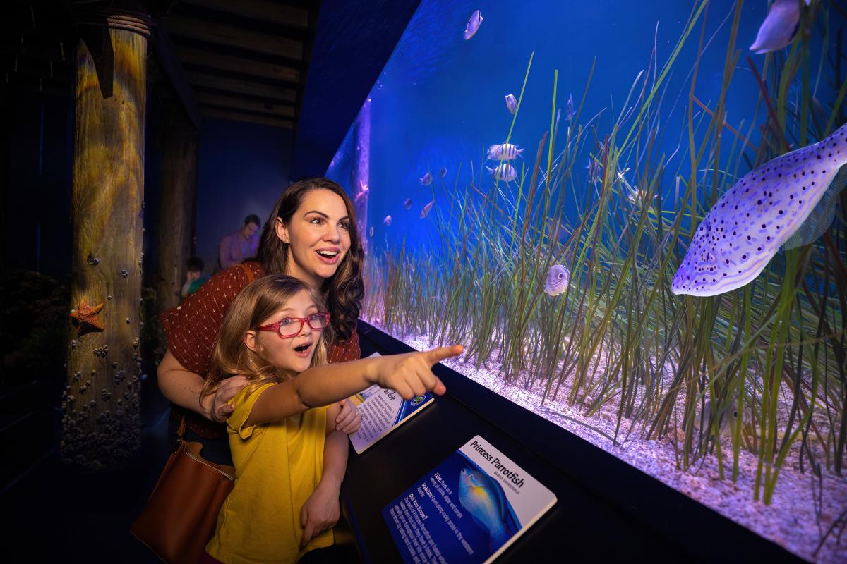 Image of a mother with her daughter in front of her looking into the fish tank at the aquarium.