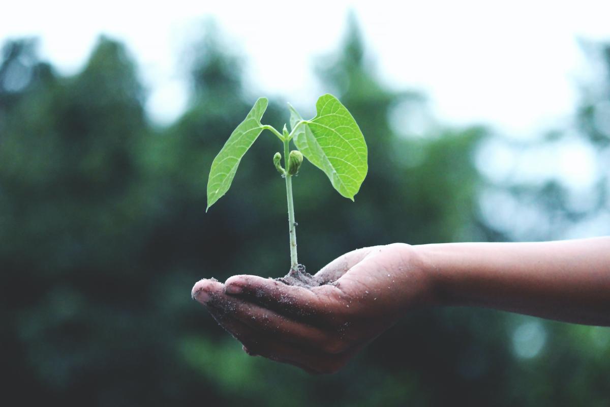 Image is of a hand holding a sapling.