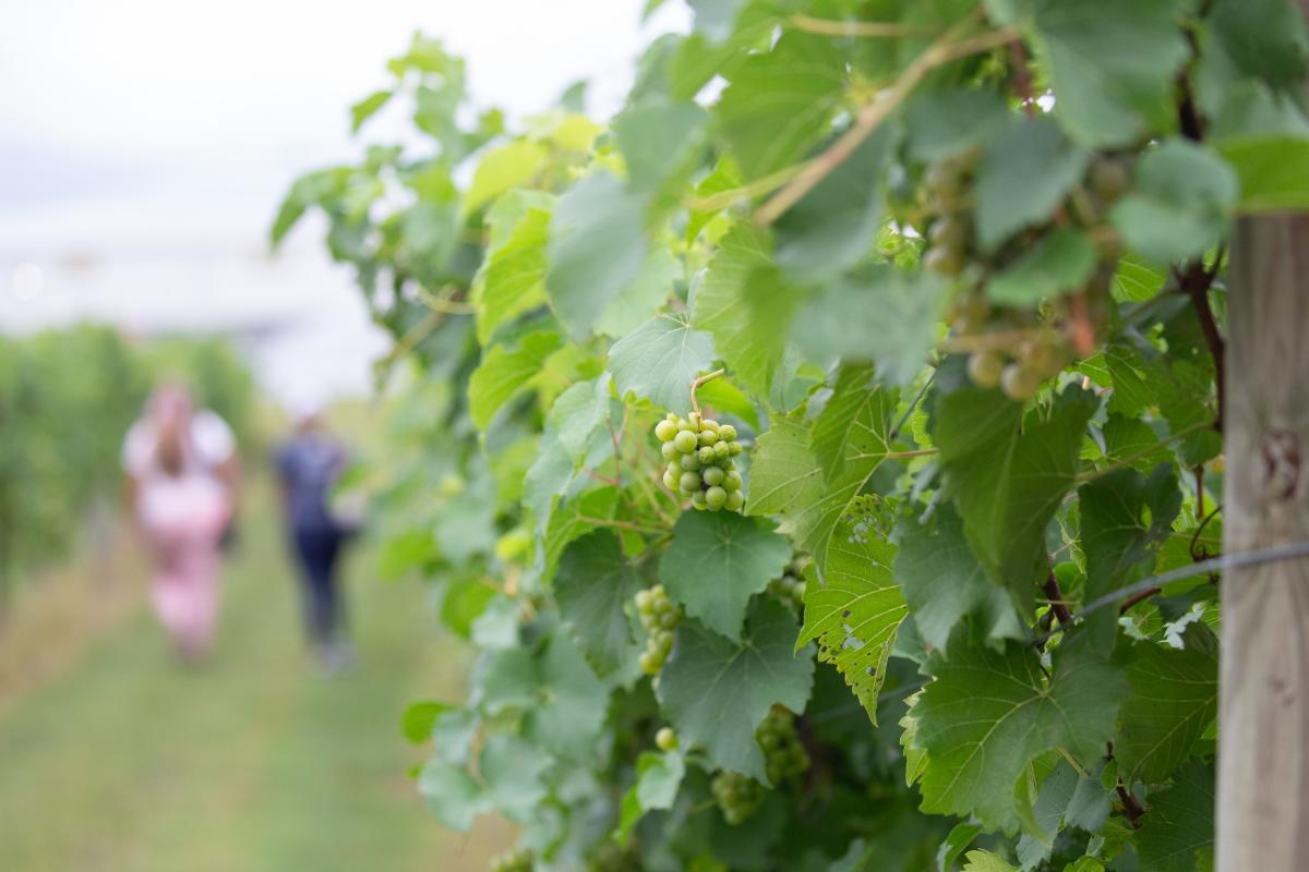 grapes on the vine at Beachaven Winery