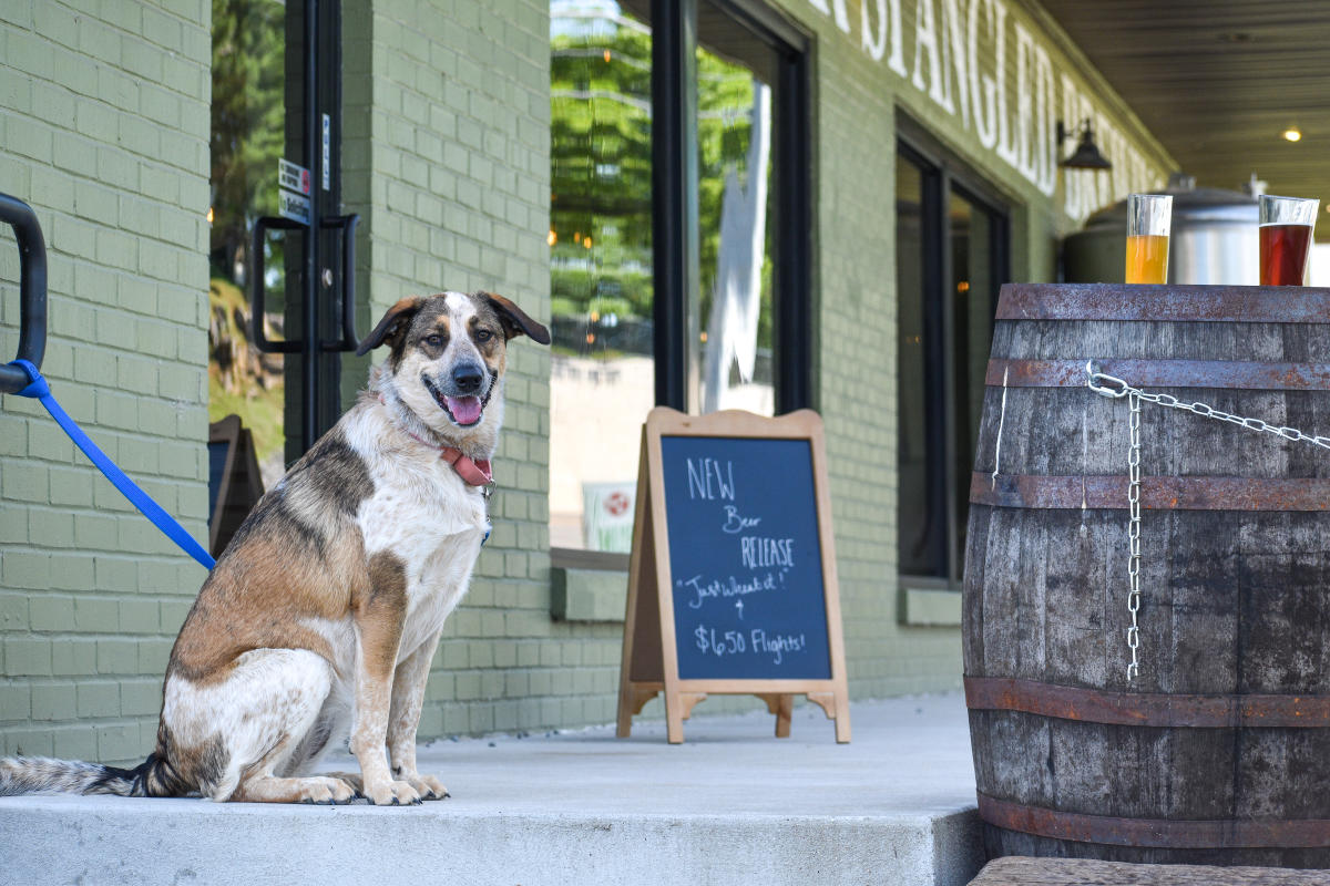 dog at brewery