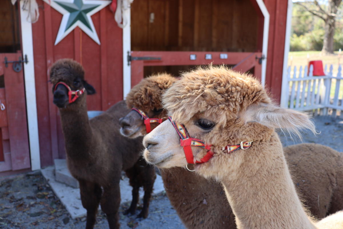 Alpacas at farm in Clarksville.