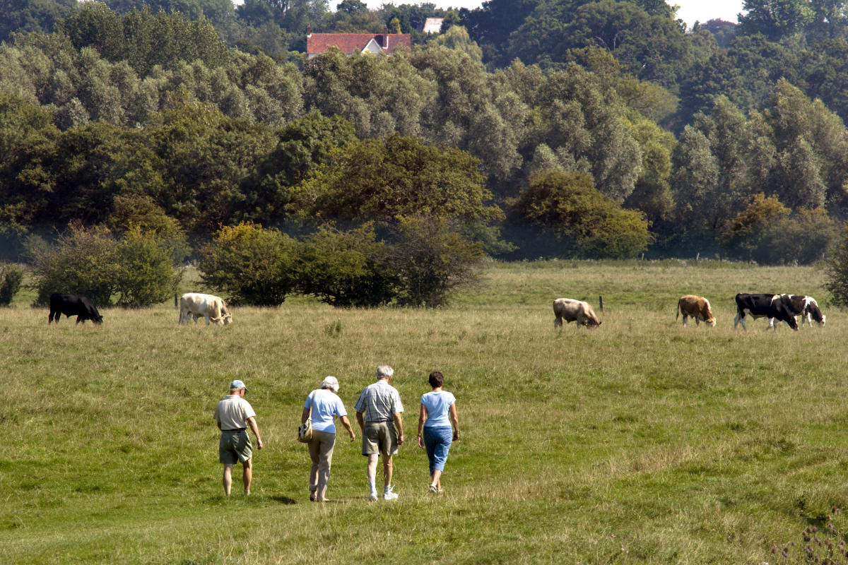 Four people walk through a field with their backs to us. Grazing cows are in the middle distance with woodland in the background