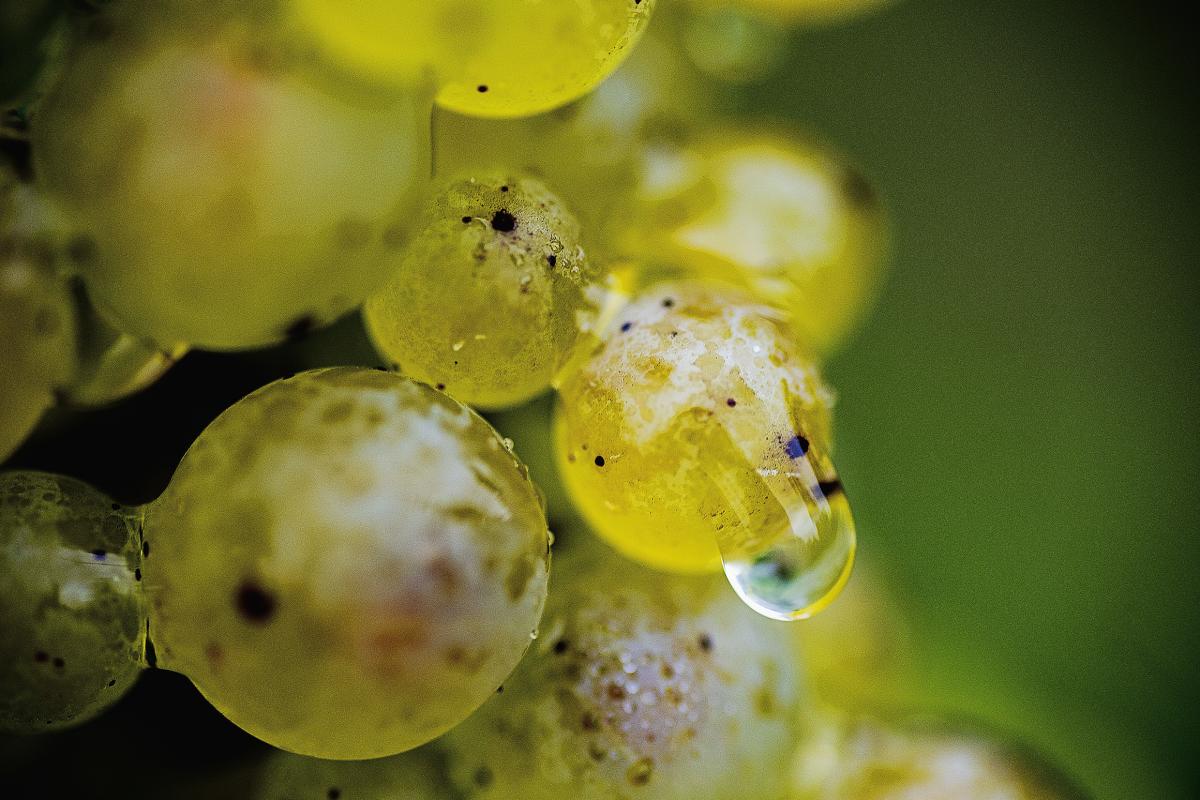 Riesling Grapes in Morning Dew