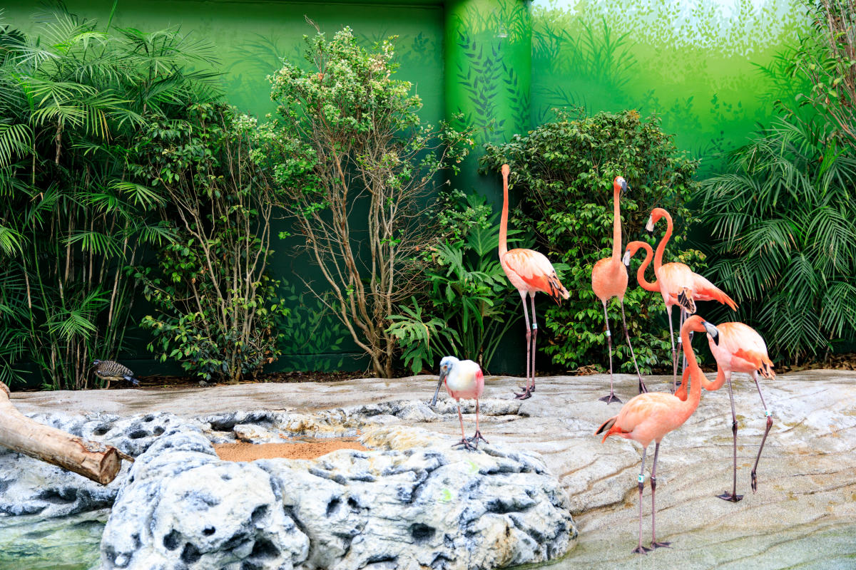 Zoom Background - Texas State Aquarium Flamingo