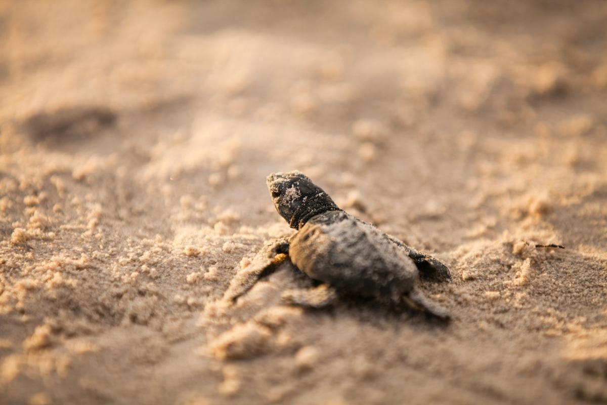 pins turtle release