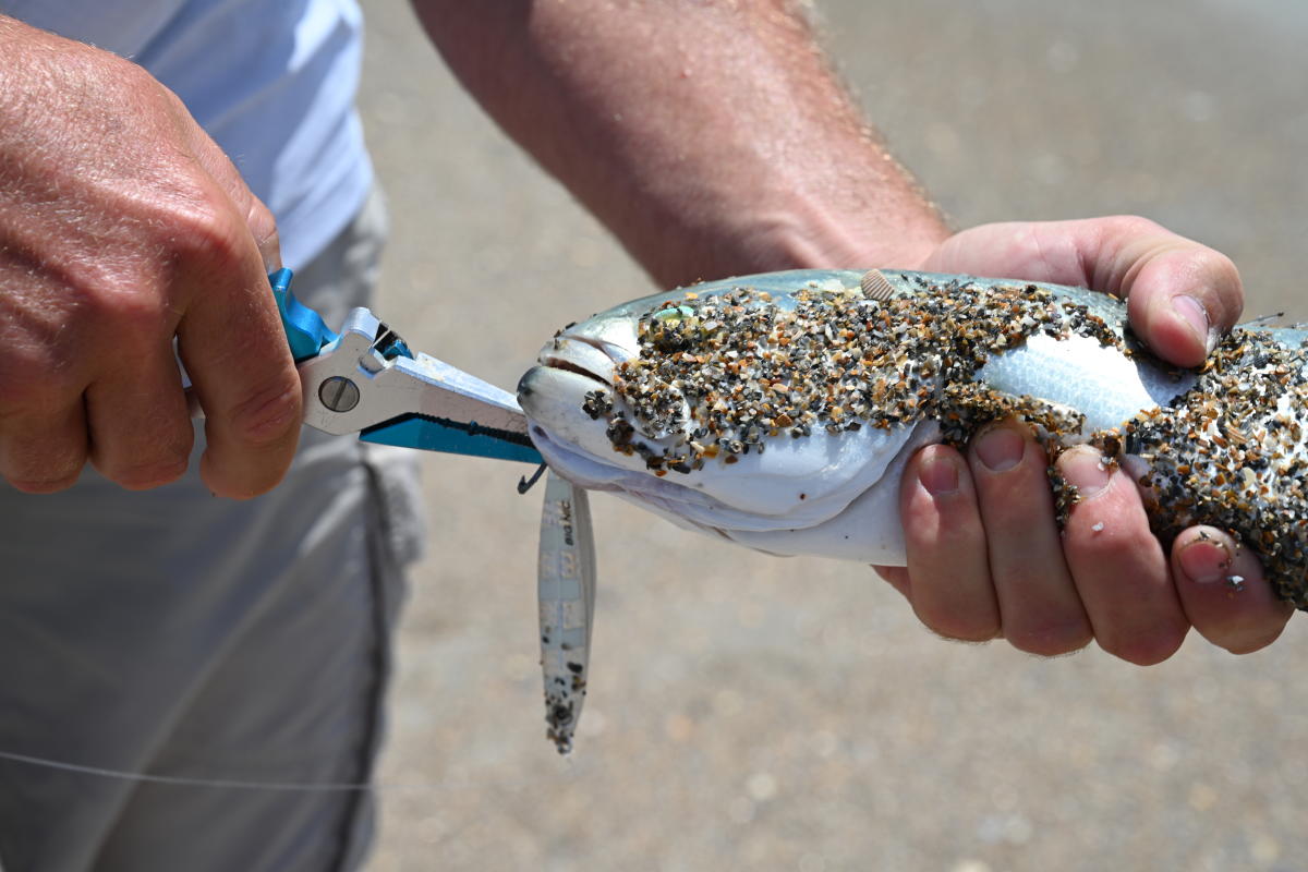 Removing Hook from Bluefish