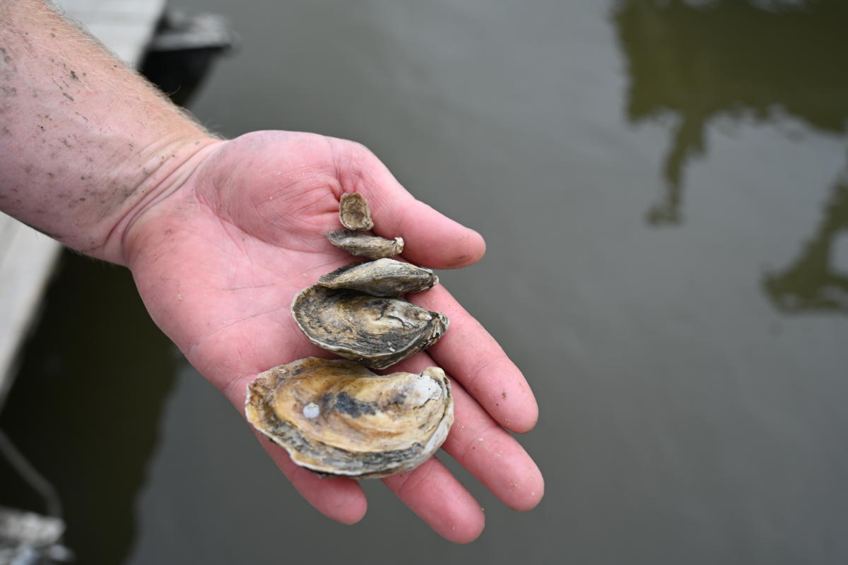 Evolution of the Oyster