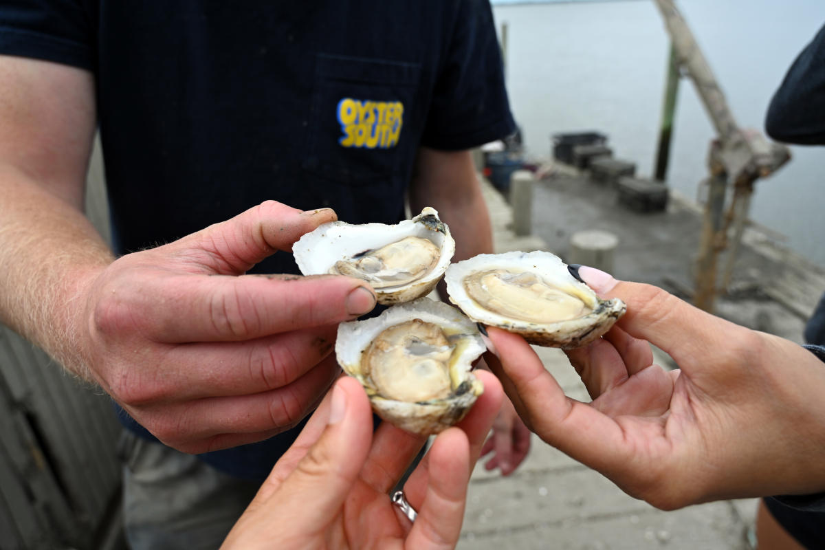 Oyster Cheers