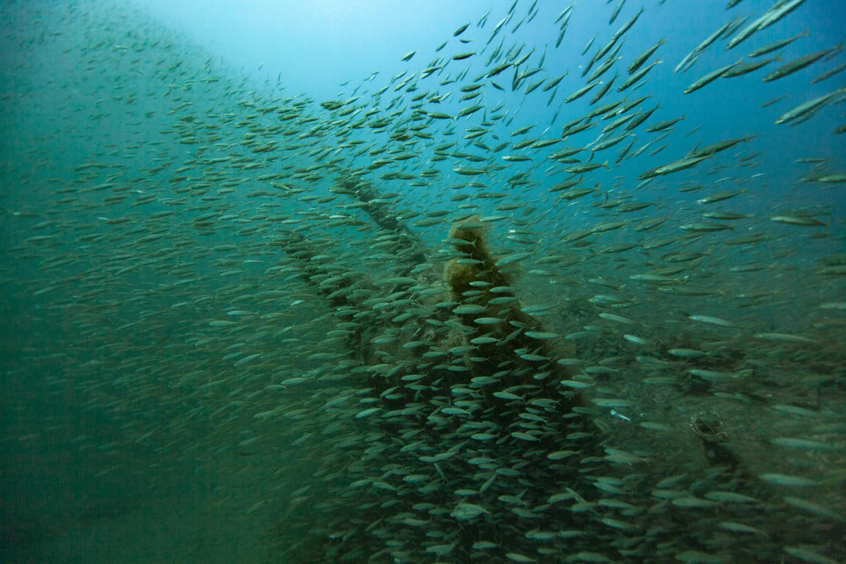 Little Fish Shipwreck