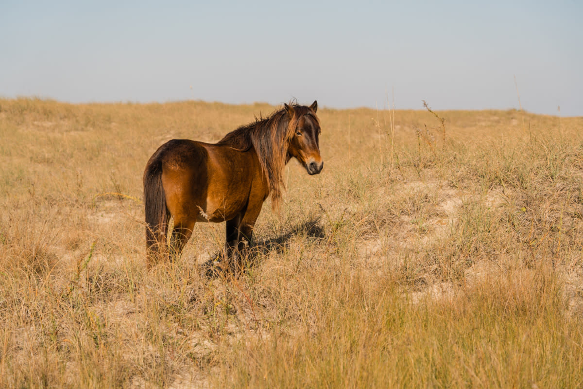 A wild pony enjoys the sunshine on the Shackleford Banks.