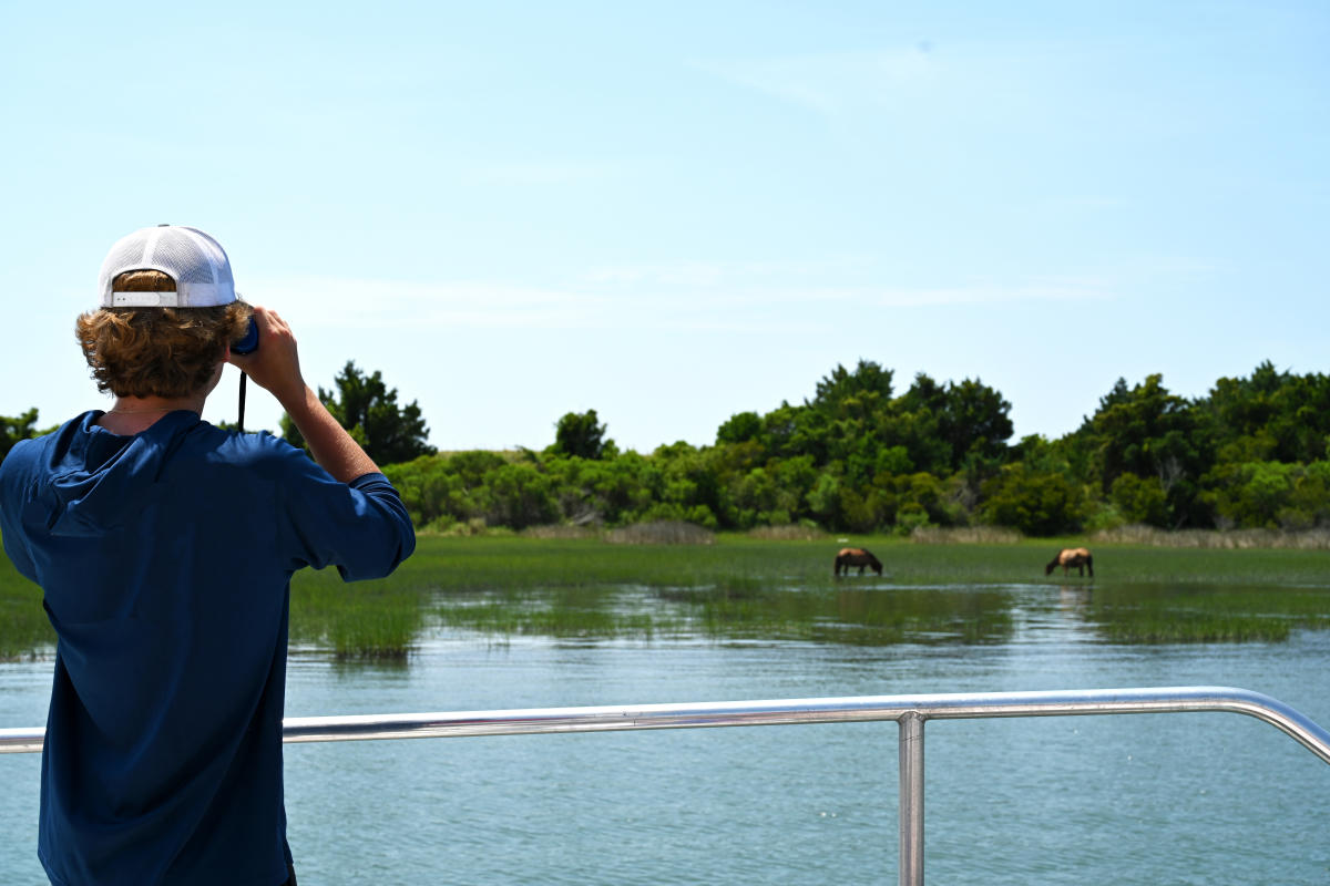 Looking at Wild Horses