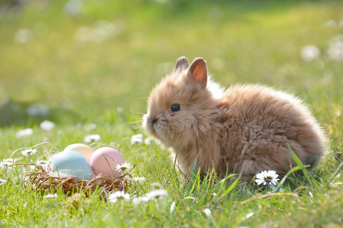 Easter Bunny & Eggs Generic