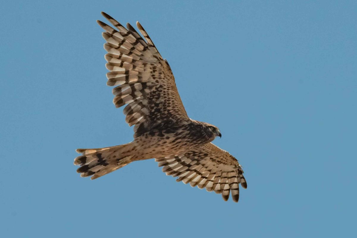 Generic Flying Hawk Unsplash