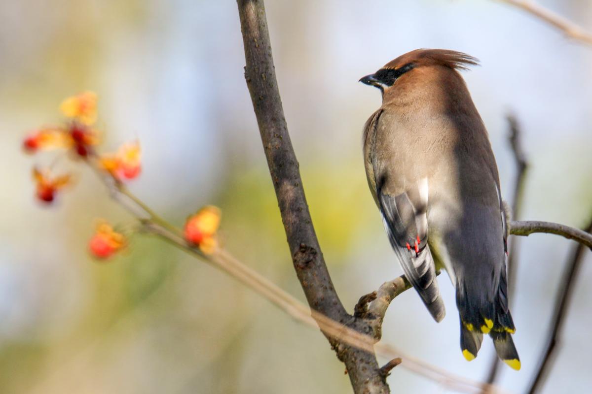 Bird on branch
