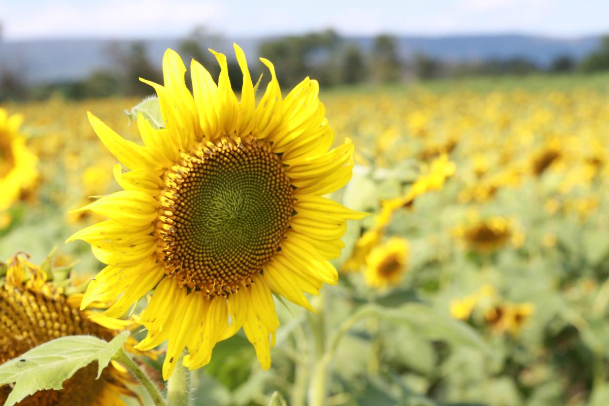 Sunflower field at Meadowbrooke Gourds