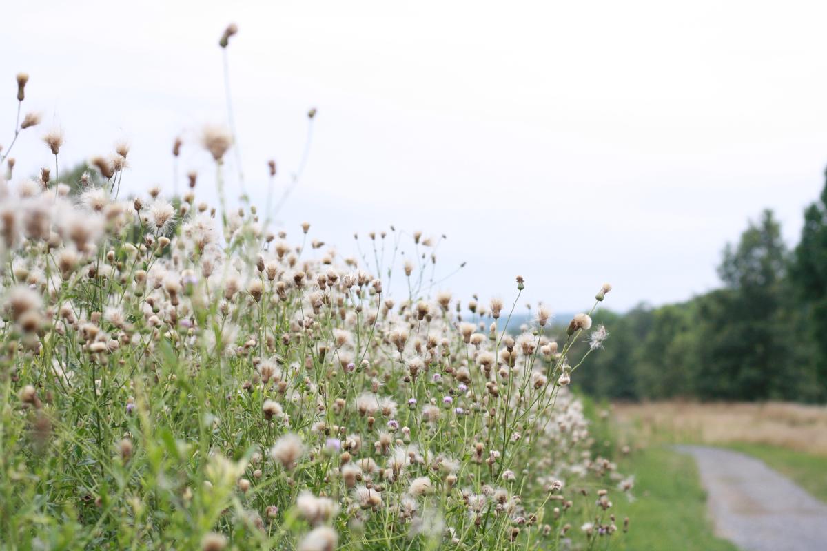 Vincent DiFilippo Nature Preserve-1