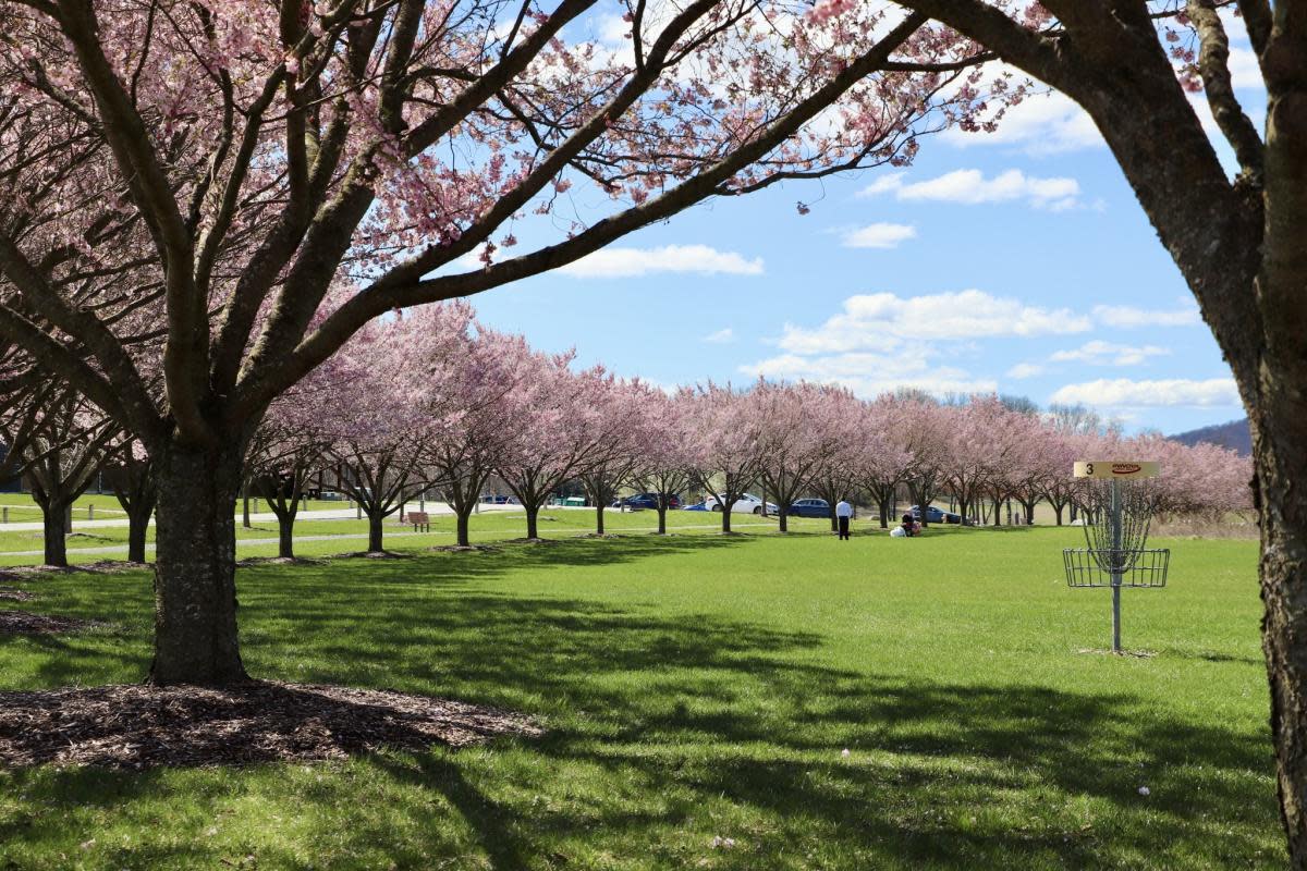 Spring Meadows