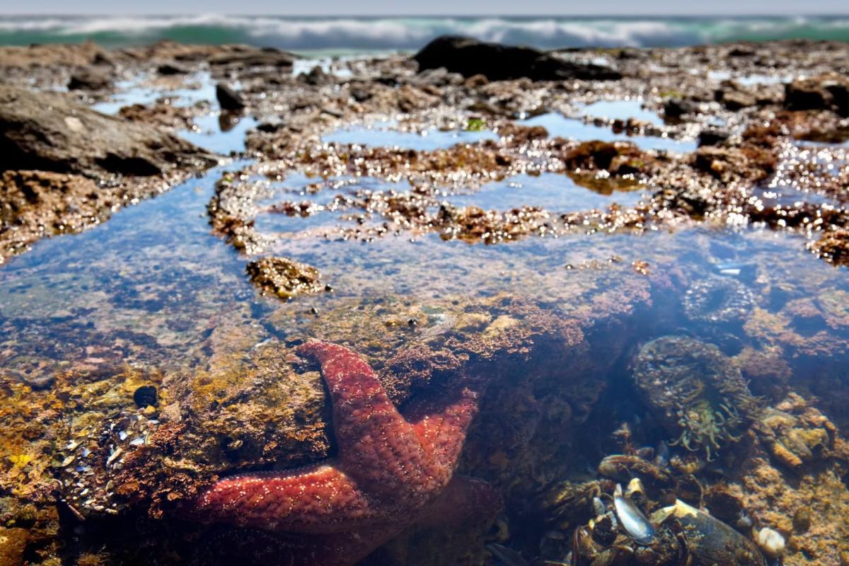 tidepool hike Ocean Institute
