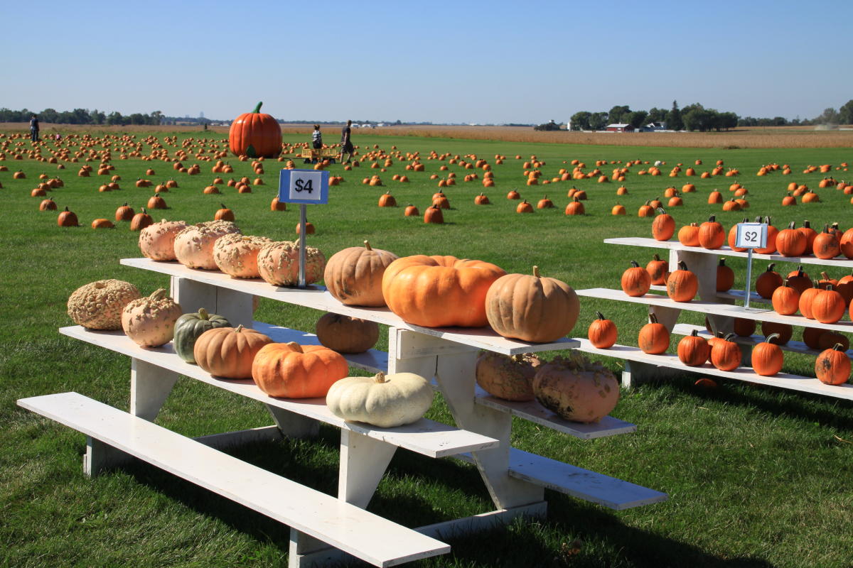 Geisler Farms pumpkins