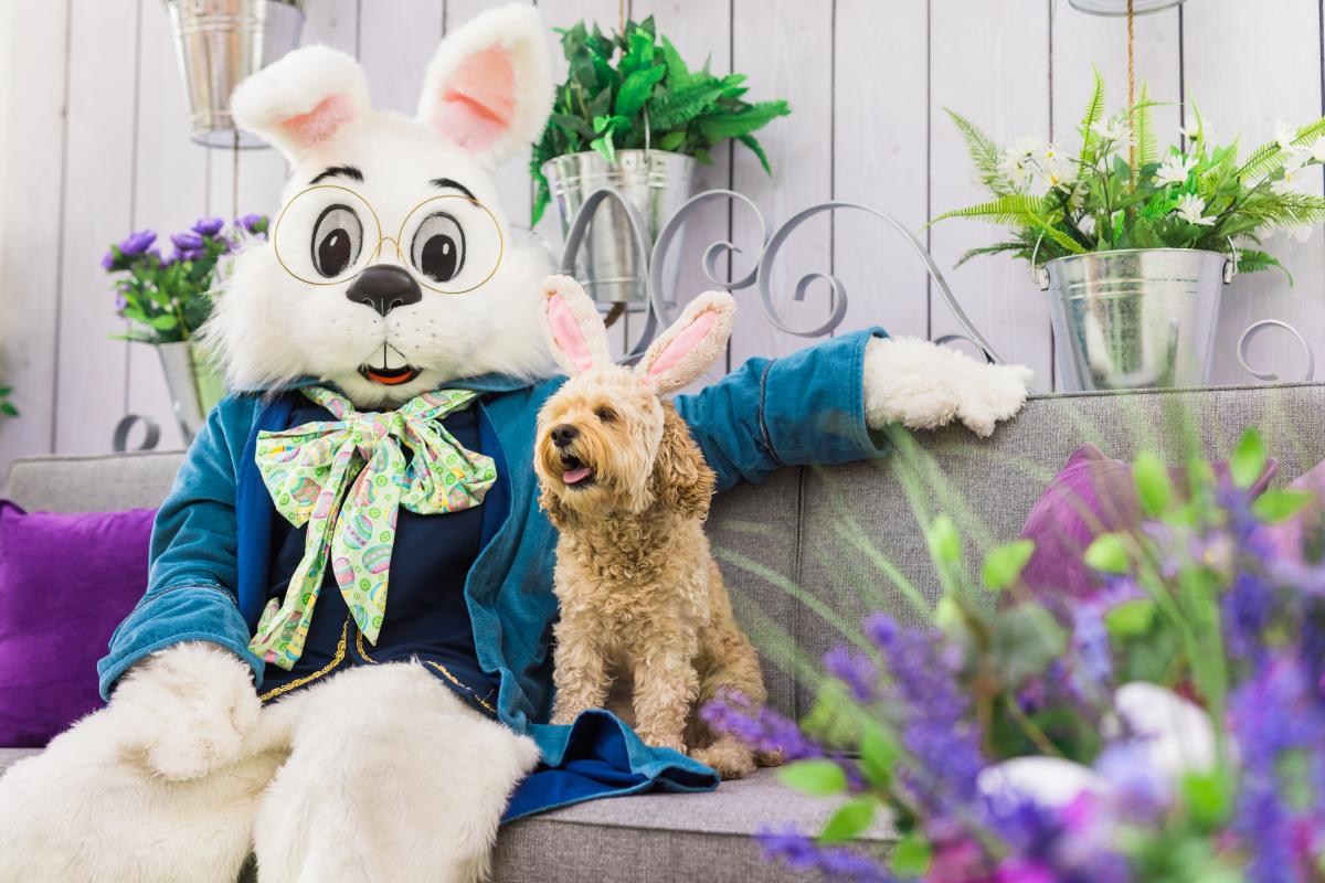 Easter Bunny Pet Photos