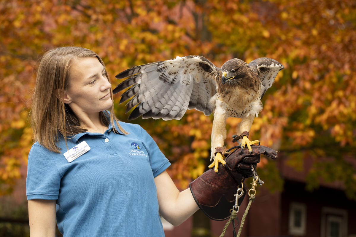 A hawk and handler at Wildlands Conservancy