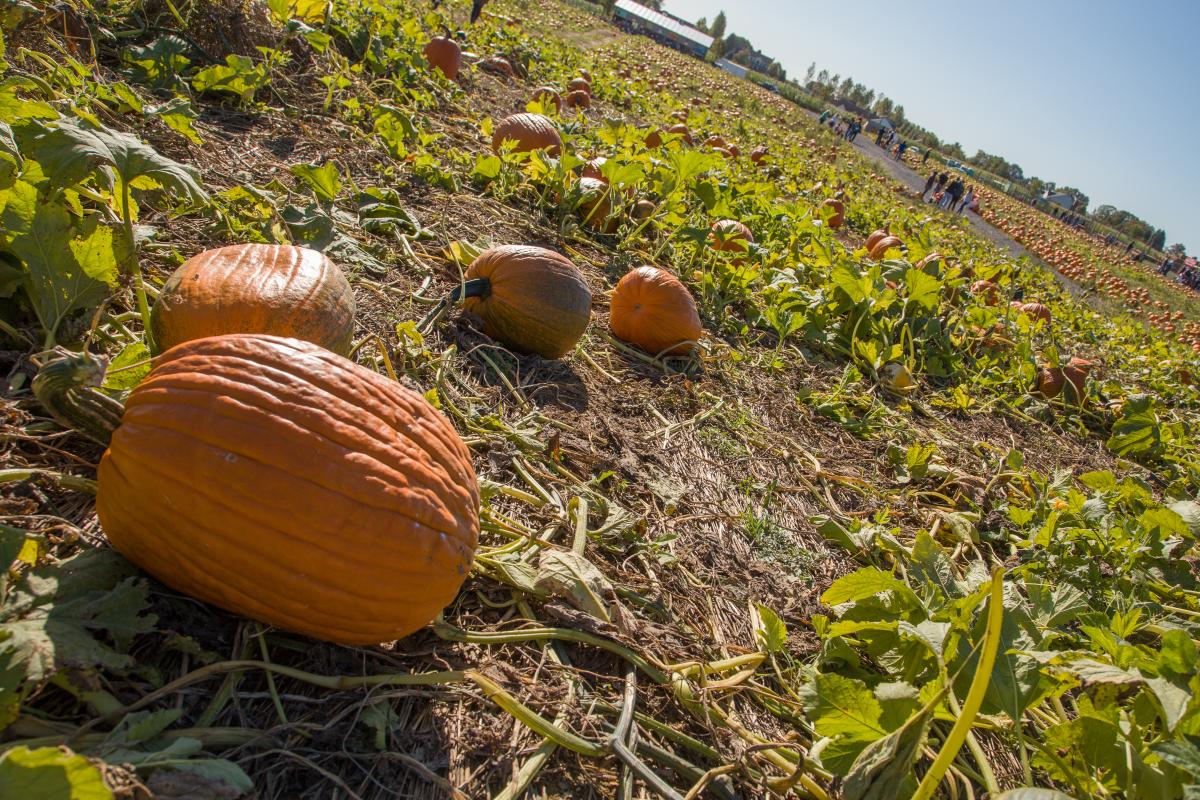 Grim's Orchard 01 Discover Lehigh Valley