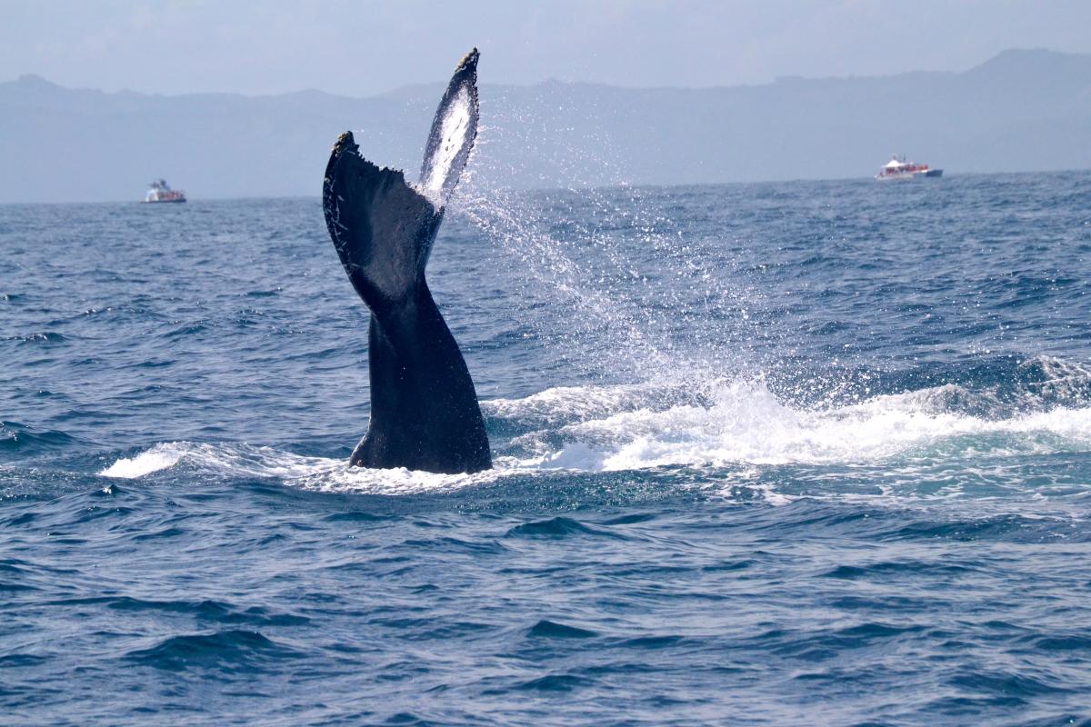 Ballena Jorobada