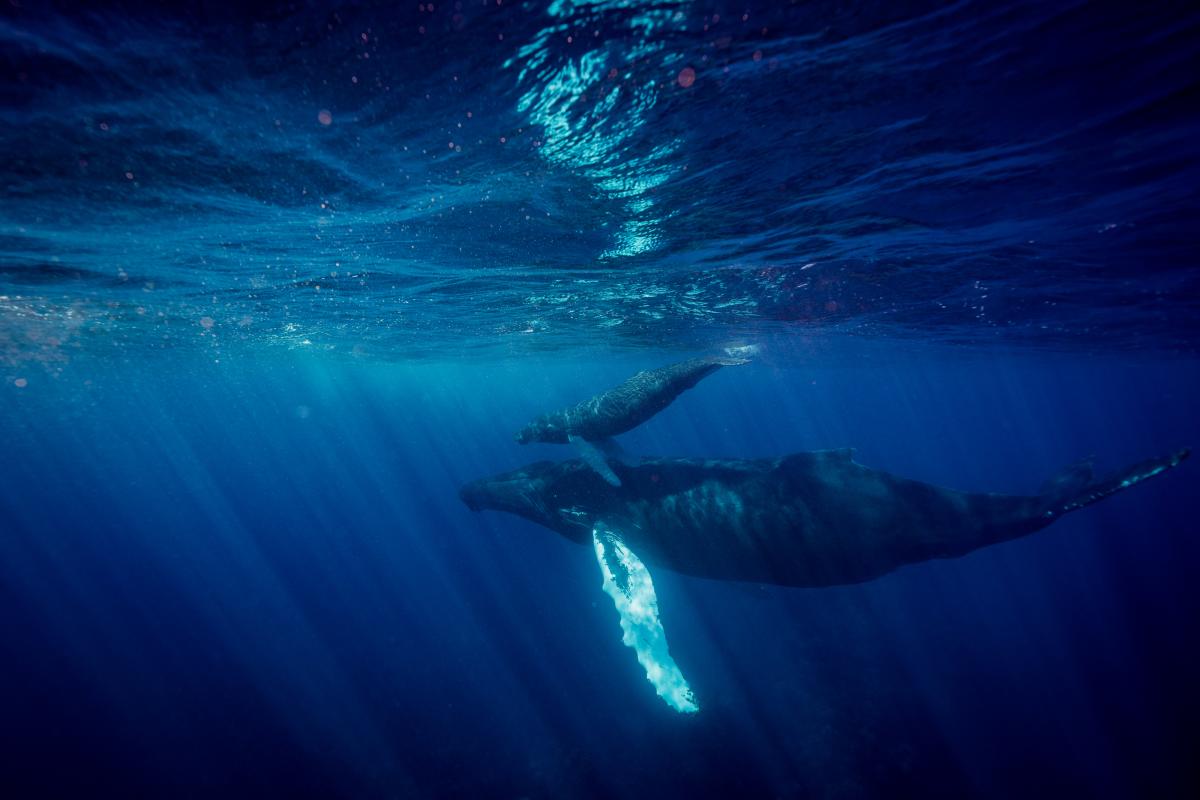 Humpback Whale 4. Silver bank. @_aquaticadventures . BVK.